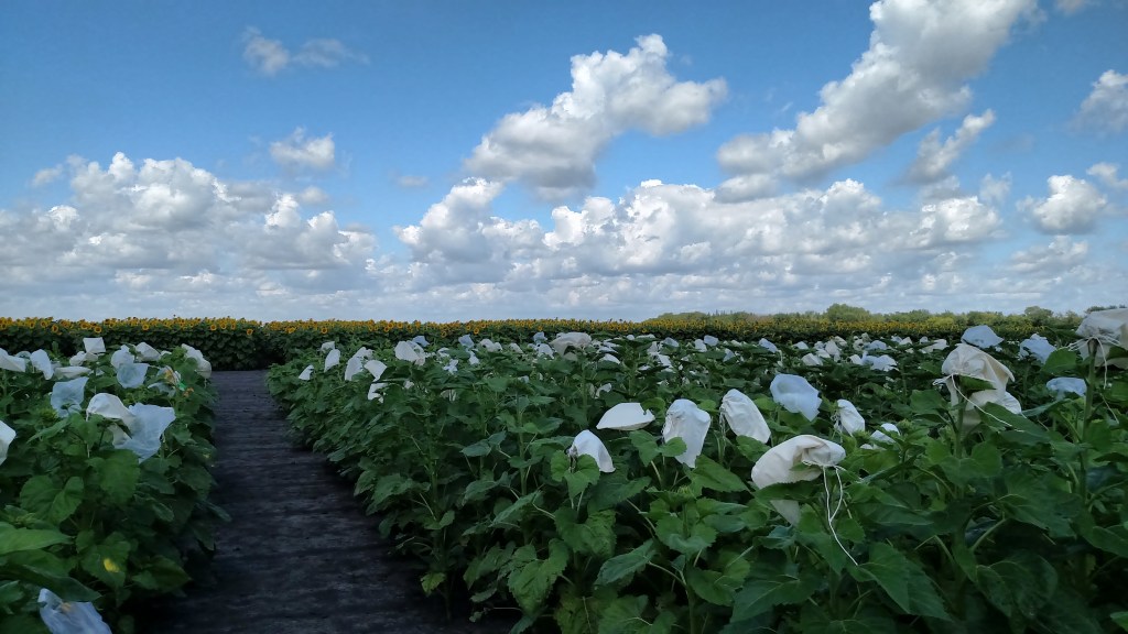 IMG_20150810_142501093