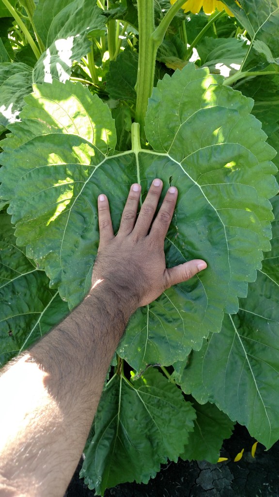 IMG_20150810_155558959