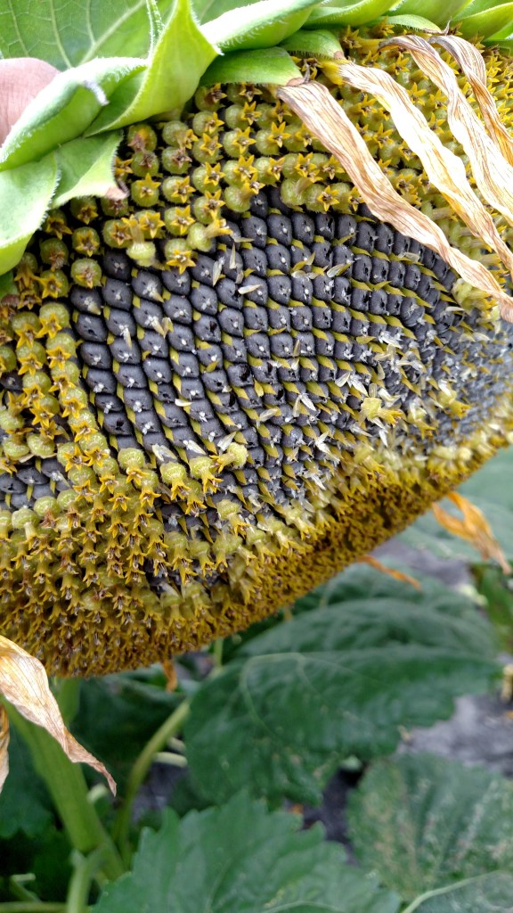 IMG_20150816_121312268