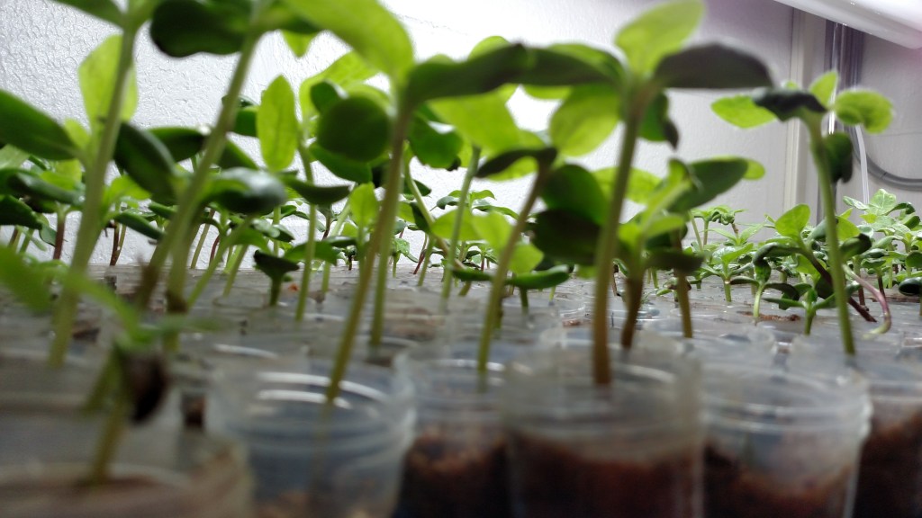 Seedlings_LowAngle